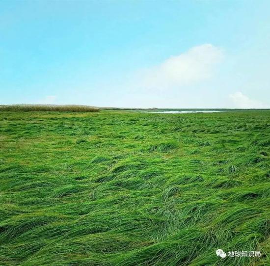 冬天的鄱阳湖湖滩草原。作者拍摄于鄱阳湖国家湿地公园m如今这片区域早已沉没于湖中了(图片@冷夜寒星)