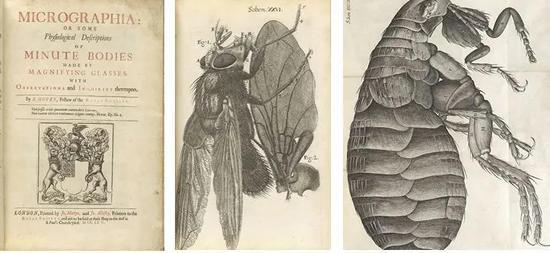 胡克的《Micrographia》封面及书中部分附图(图片来自网络)