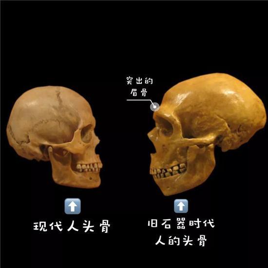 相比现代人,古人类的眼睛上有着突出的眉脊 (底图来源:theconversation.com/The Conversation, The evolutionary advantage of having eyebrows)