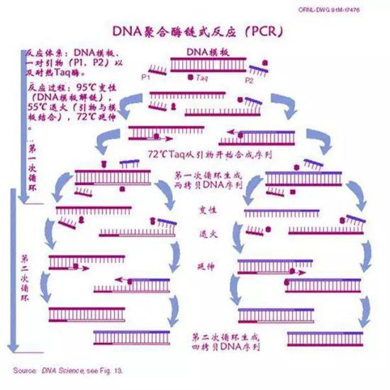 PCR过程示意图(图片来源:http://www.baike.com/wiki/%E8%81%9A%E5%90%88%E9%85%B6%E9%93%BE%E5%BC%8F%E5%8F%8D%E5%BA%94)
