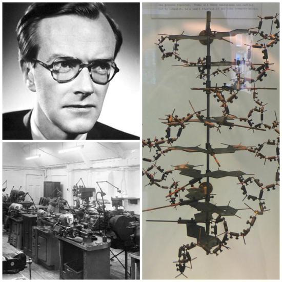 ▲1953年威尔金斯在加工车间搭建了DNA模型 来源:mrc.ukri.org