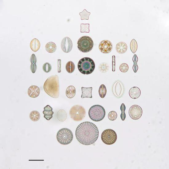 强迫症满足终极vip套餐!图片:california academy of sciences geology