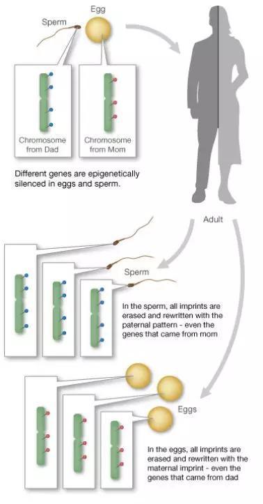 基因组印记 (图源:Learn Genetics @ Utah - University of Utah)