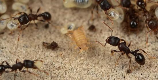 蚁群中的小蟋蟀(Myrmecophilus tetramorii)