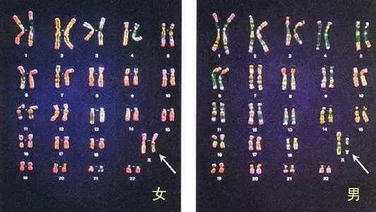 人体正常染色体分组图,女性为XX,男性为XY(来源网络)