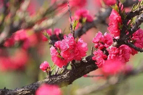 桃花(图片来源:姜正旺 摄)