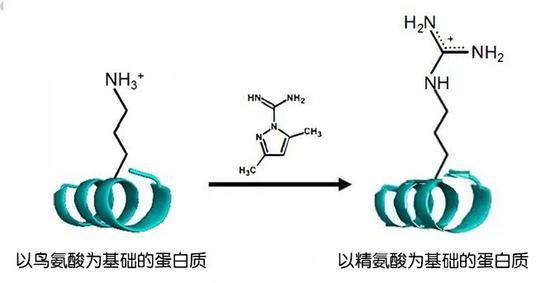 通过简单的化学反应将鸟氨酸转化为精氨酸。 图片来源:魏茨曼科学研究学院