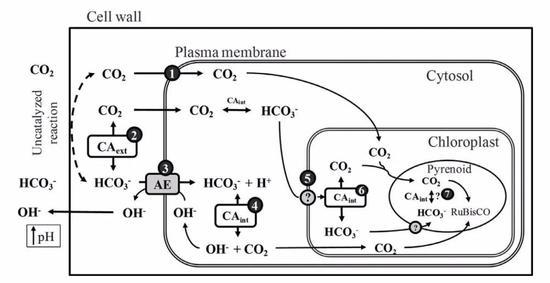 图4 巨藻(Macrocystis Pyrifera)及其利用HCO3-的示意图(Fernandez, P。 A。 et al 2014)(图片来源于塔斯马尼亚大学)