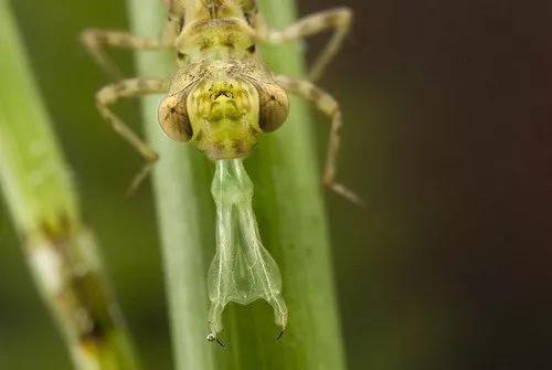 攻击的瞬间 (图片来源:naturepl.com)