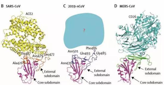 图4:SARS-CoV (B)、2019-nCoV (C)和MERS-CoV (D)受体结合域的结构比较。核心子域为洋红色,SARS-CoV、2019-nCoV和MERS CoV的外部子域分别为橙色、深蓝色和绿色。受体结合位点的SARS-CoV和2019-nCoV之间的可变残基以棒状突出显示