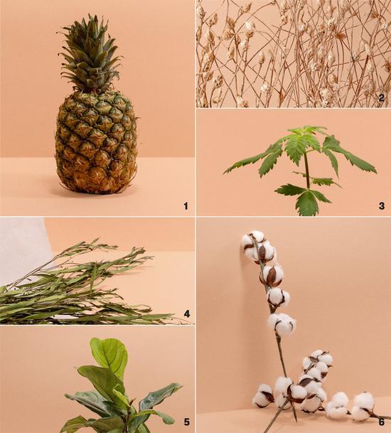 ▲ 这双‘可生物降解鞋’用到的植物材料