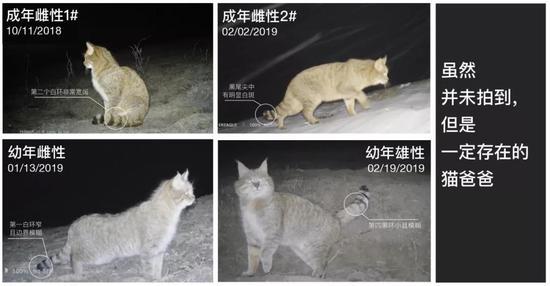 荒漠猫个体识别的结果/供图:山水自然保护中心