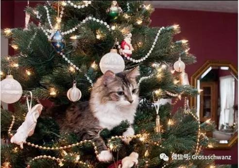猫咪们
