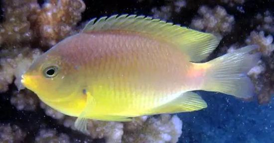 雀鲷(Pomacentridae)(图片来源:Wikipedia)