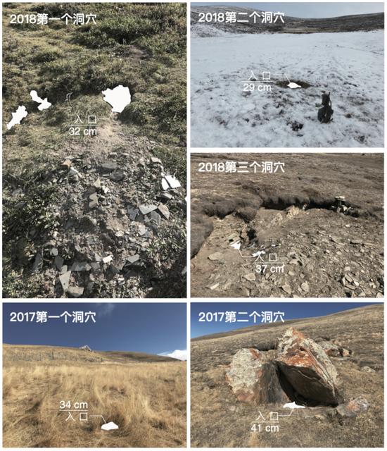 发现的荒漠猫的五个洞穴 供图:山水自然保护中心