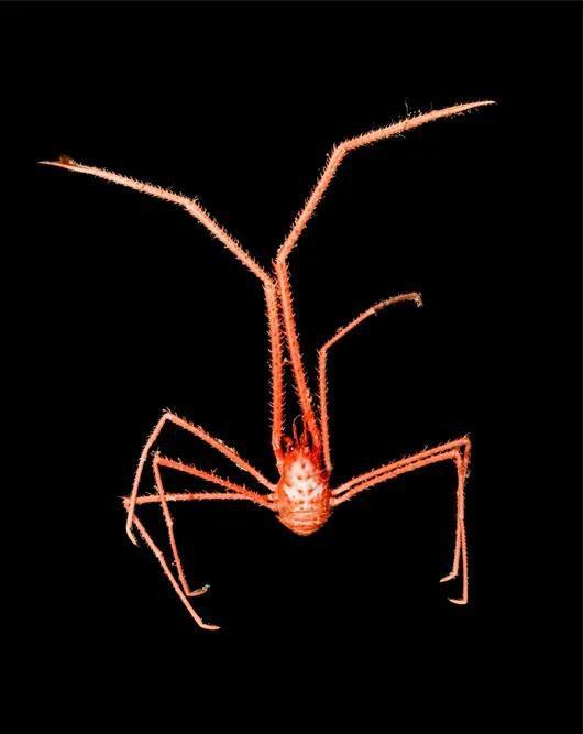 海洋所异胸虾(新种)Sternostylus iocasicus sp。 nov。