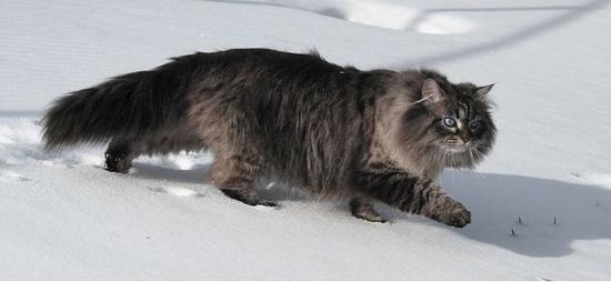 西伯利亚猫(图片来源:Wikipedia)