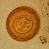 Alex定期服下的缩小膜壳绦虫卵。图片来源:Wikipedia。