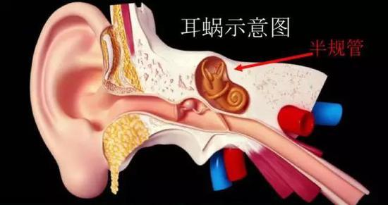 内耳的感觉器官群,其中三个相互垂直的半规管清晰可见(图片来源网络)