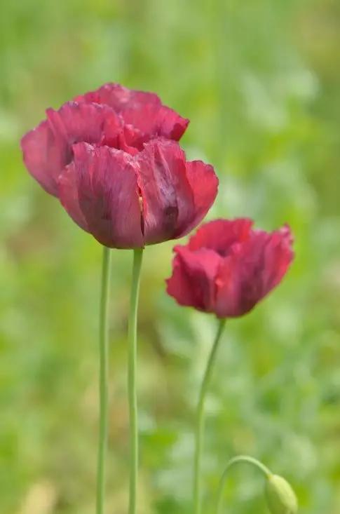 罂粟花