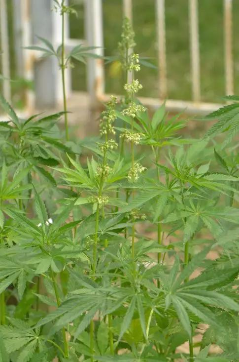 大麻