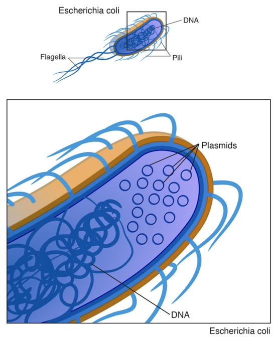 图6。 质粒 (来源:https://www.genome.gov/genetics-glossary/Plasmid)