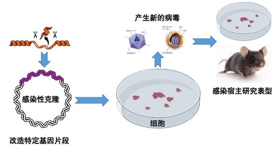 图8。 病毒研究的反向遗传操作系统,改编自维基百科