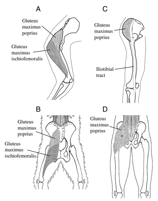 黑猩猩(AB)的与人类(CD)的臀大肌位置对比。图片来源:Lieberman et al。, J Exp Biol (2006)
