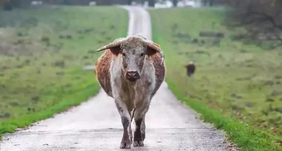 “母奶牛指数”(Mother Cow Index)是根据它能养活的怀孕奶牛的数量来计算土地的价值的