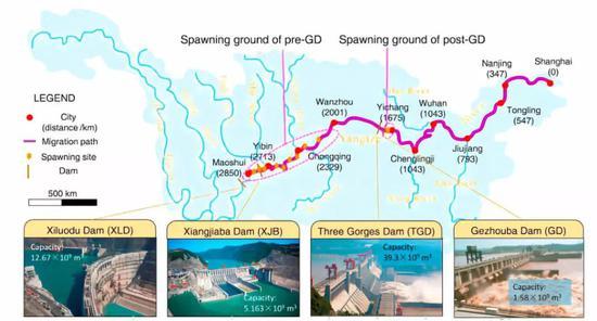图解:葛洲坝建设前后,产卵地位置、数量发生变化