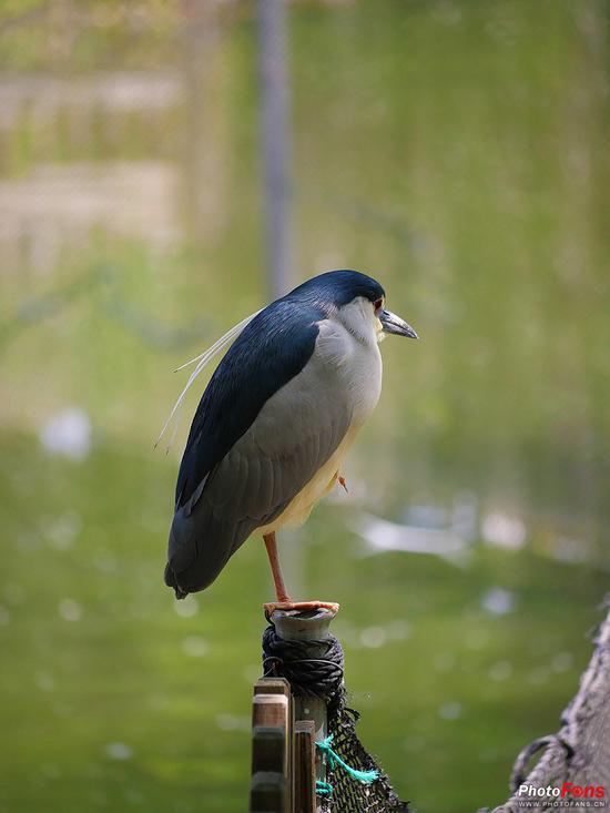 焦距: 300mm ISO:1000 光圈:F5.6 快门:1/640s