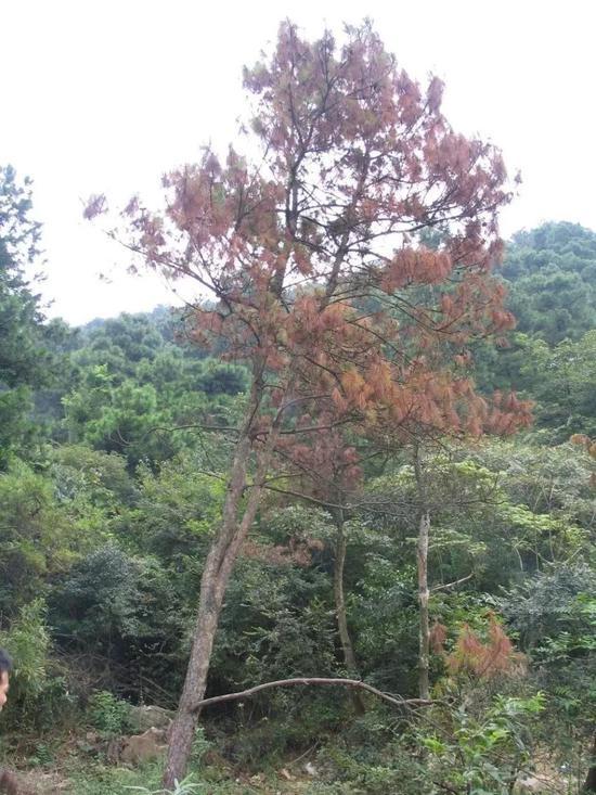 仅仅一个夏天松材线虫就可将一棵20年的马尾松杀死。图片来源:南京农业大学植物线虫实验室