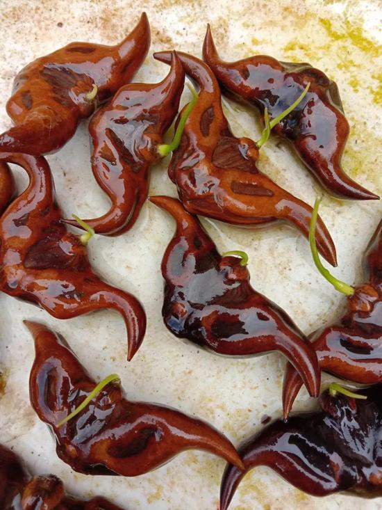 老菱角发芽时,菱苗会从顶端钻出。图片:庄娇婵
