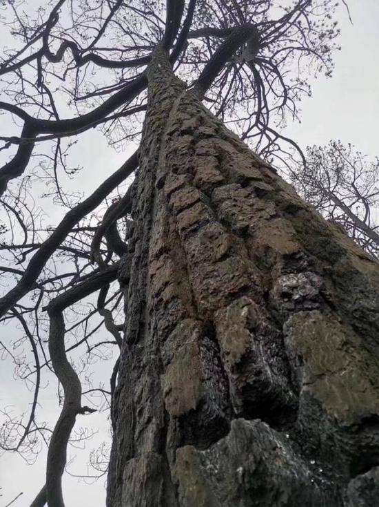 树龄高的树木由于高大更容易被雷击。图为2019年4月,因雷击火造成凉山大火的着火点,一棵80年树龄云南松被雷击后受伤 来源 | 中青网