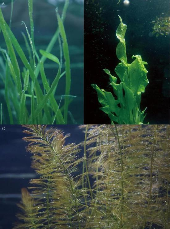 图2 沉水植物的叶片形态:(A)苦草,(B)龙舌草,(C)穗状狐尾藻(付文龙拍摄)