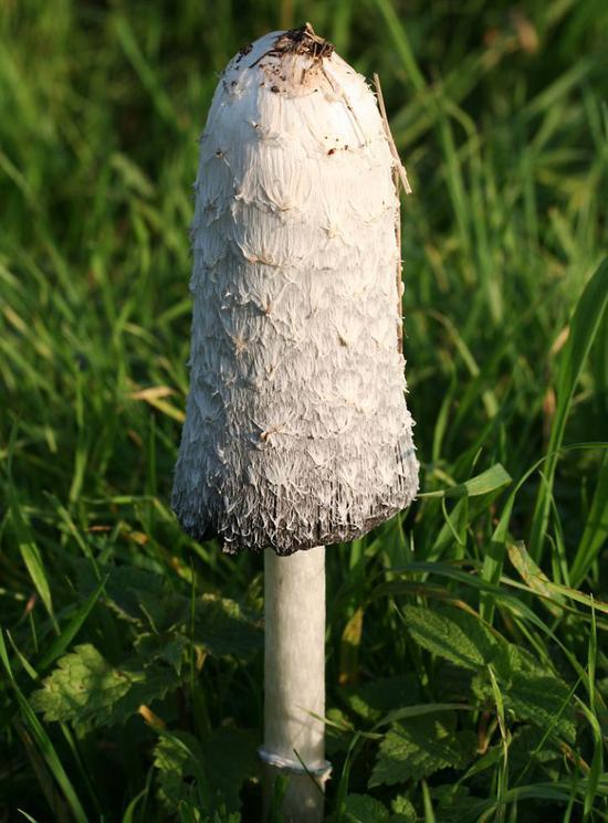大量食用鸡腿菇时还要避免大量饮酒。图片:wikimedia