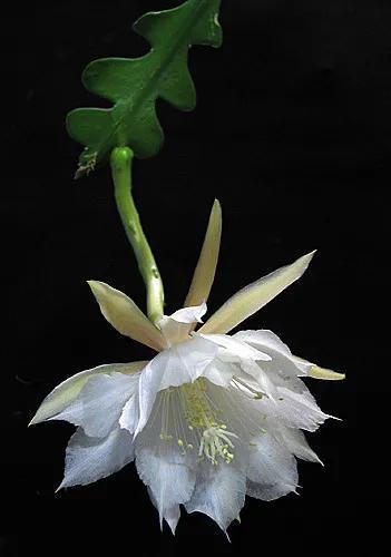 鱼骨令箭(Disocactus anguliger)。图片:Emma Lindahl / wikimedia
