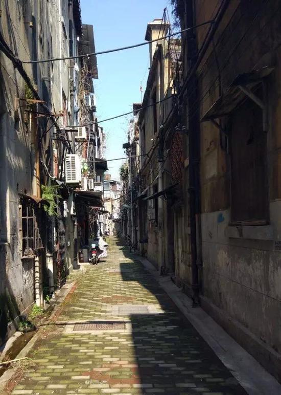 江汉路,阳光照耀下的青苔。(摄于2月9日)