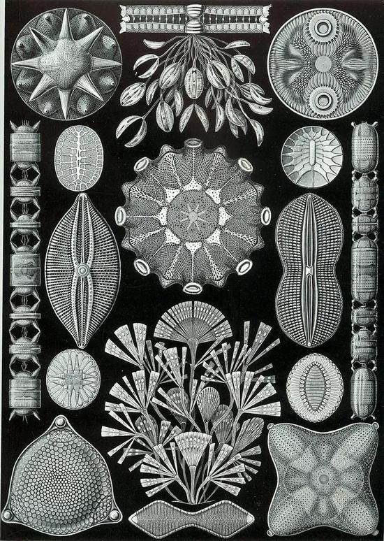 图片:《自然界的艺术形态》 (1904),Ernst Haeckel