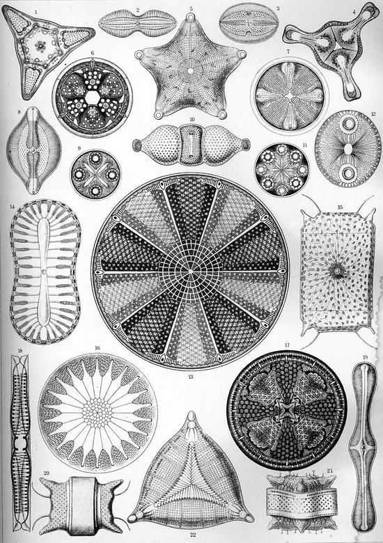图片:《自然界的艺术形态》 (1904),Ernst Haeckel