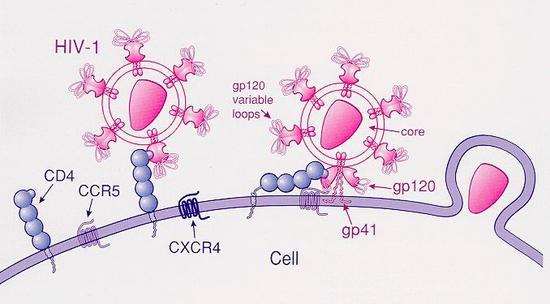 HIV-1型病毒通过CD4和CCR5进入免疫细胞的过程(图片来源:公共领域)
