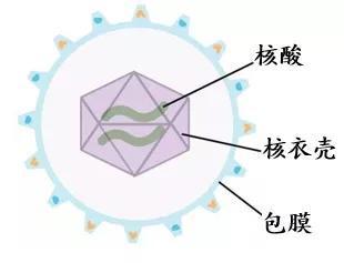 病毒结构