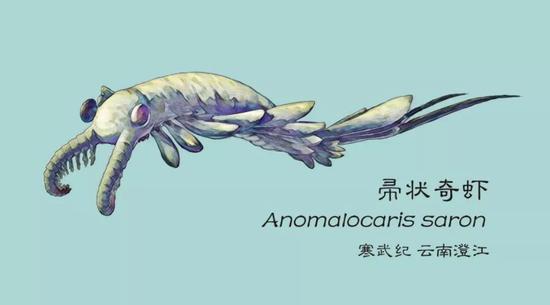寒武纪海中最靓的仔:奇虾的复原图(图片来源:谭超)