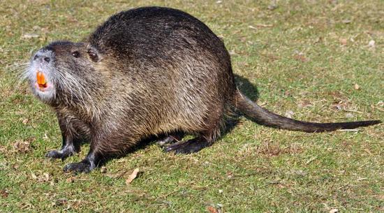 獭狸的牙釉质含有铁质,因此是橙色的。图片来源:wikimedia