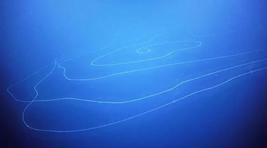 研究发现的管水母。图片来源:施密特海洋研究所