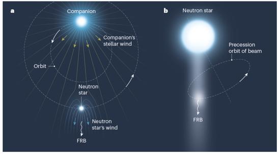 图4:周期性FRB的两种图像,图片来源:引自Zhang 2020。(a)中子星双星系统;中子星(Neutron star)的星风将扫开大质量伴星星风的抛射物质,形成一个射电透明的观测窗口,使FRB得以逃脱。随着双星系统的运动,这个射电窗口扫过地球视线的周期即为双星系统的轨道周期。(b)中子星的进动;中子星的射电辐射束非常窄。当具有一定椭率的中子星自由进动或者受外界影响受迫进动时,其辐射束以进动周期等间隔性地扫过地球视线方向。