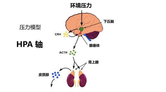 HPA轴压力模型