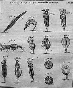 列文虎克1676年向英国皇家学会发送的图画(用自制显微镜在水滴里观察到的奇异生物)(图片来自网络)
