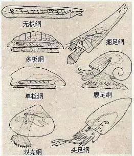 不同贝类的身体构造能够相互对应(图片来源http://www.huodongxing.com/event/2348278267200?layout=EN)