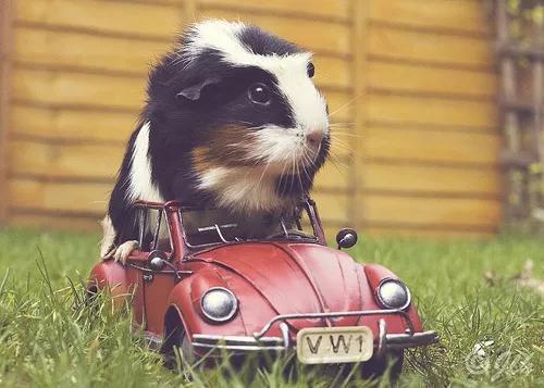 得了流感也不会咳嗽的几内亚猪(guinea pig)